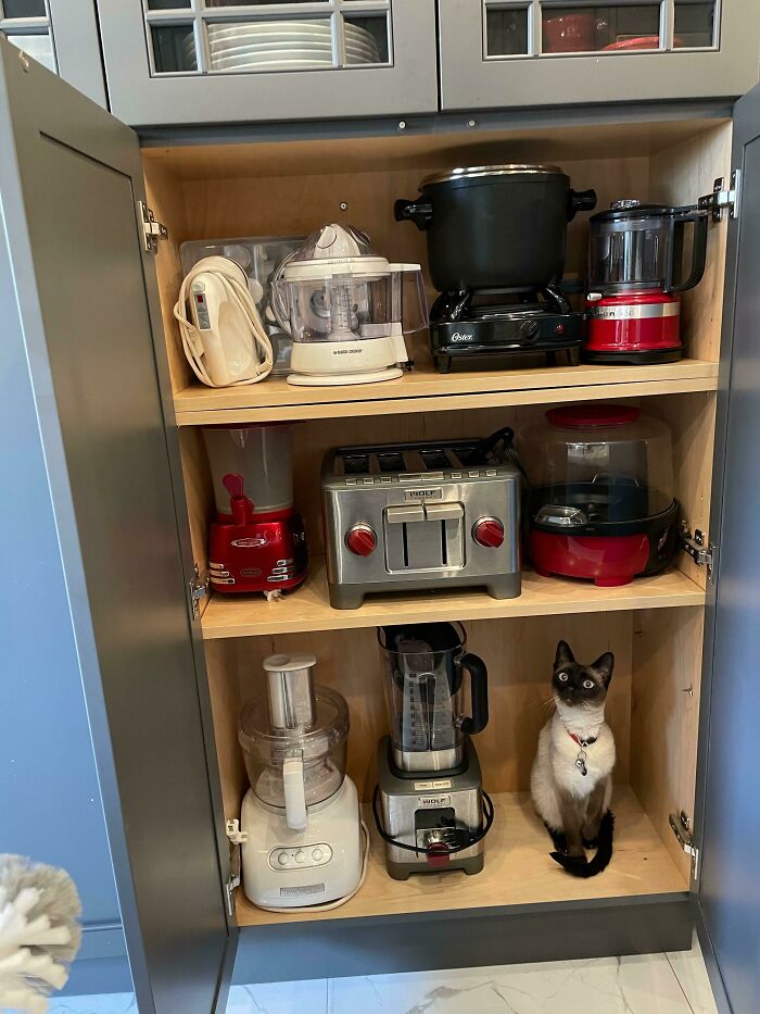 An adorable Siamese cat sitting on a shelf inside a kitchen cabinet, looking up like a helper
