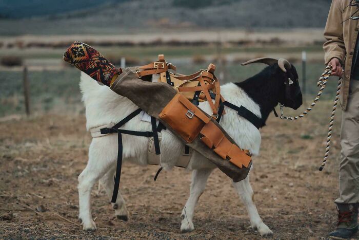 A white and black goat with a pack saddle on its payroll job