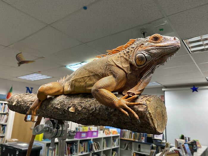 An orange iguana sitting on a branch in a classroom, showcasing adorable animals at work.