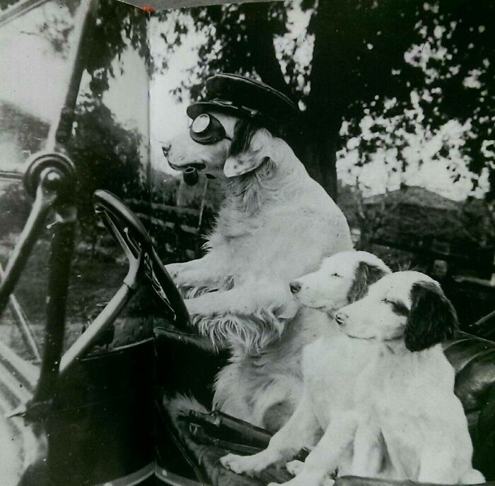 An adorable dog acting as a driver with puppies, fitting the adorable animals theme.