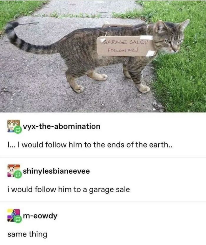 An adorable tabby cat wearing a Garage Sale sign