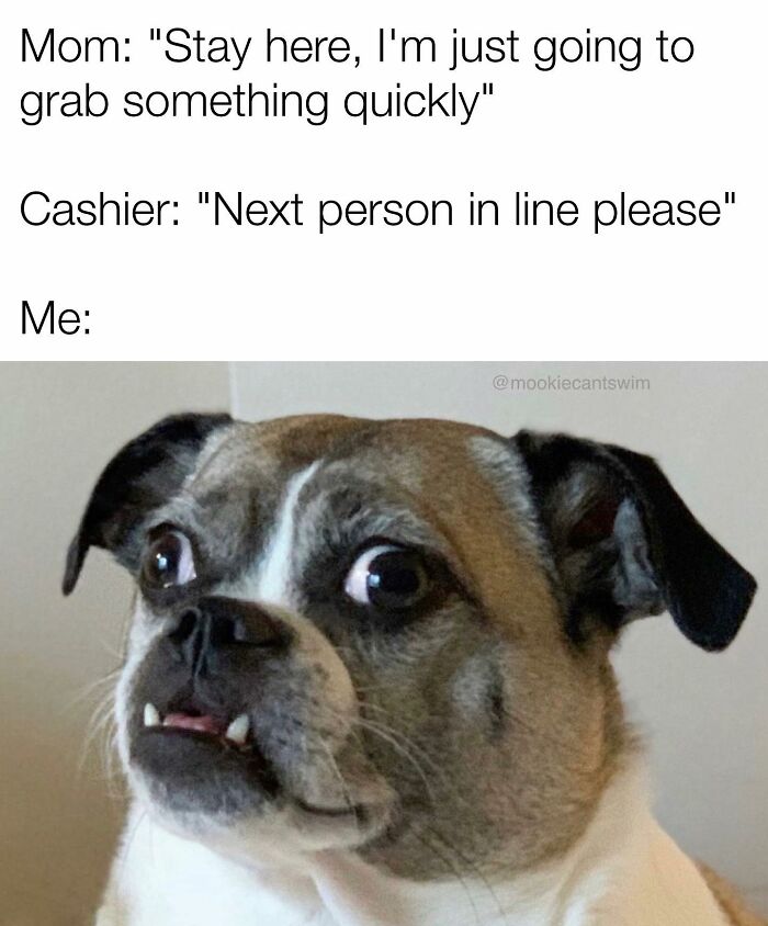Anxious dog meme showing a pug-mix looking terrified with wide eyes and teeth showing at a grocery line.
