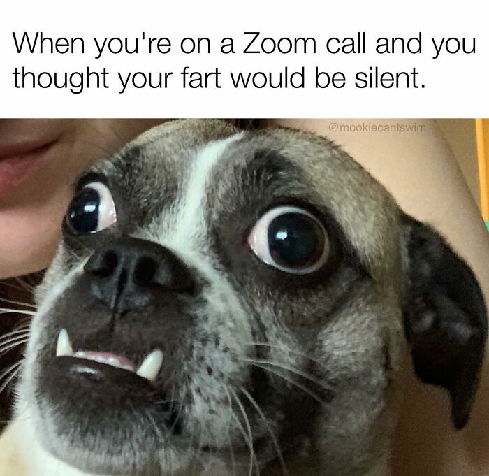 Funny dog meme featuring a pug-mix with wide, shocked eyes and underbite teeth showing in surprise.