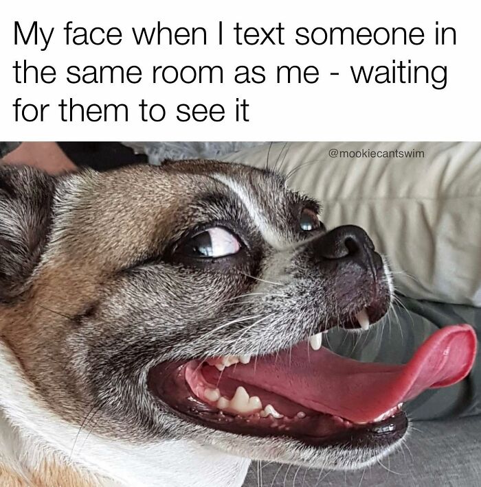 Relatable dog meme showing a close-up of a small dog with eyes wide and tongue out, looking sideways.