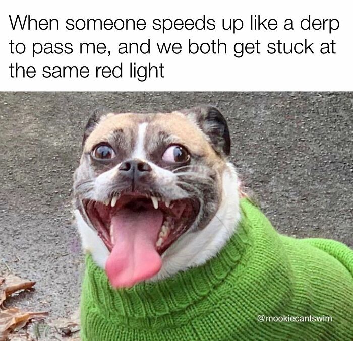 Hilarious dog meme of a wide-eyed pup in a green sweater smiling crazily with its tongue out.