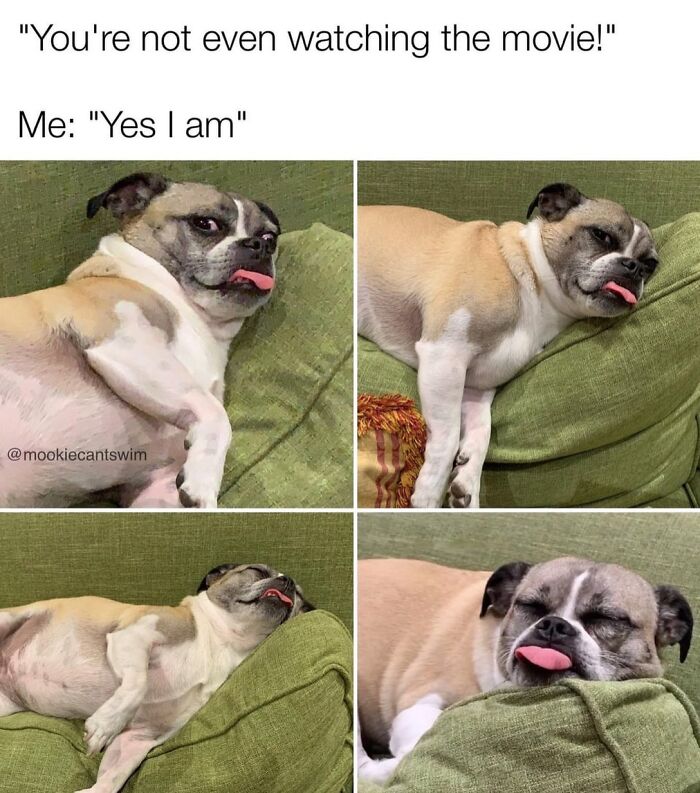 A funny dog meme showing a sleepy pug-mix lying on a green couch with its tongue sticking out.