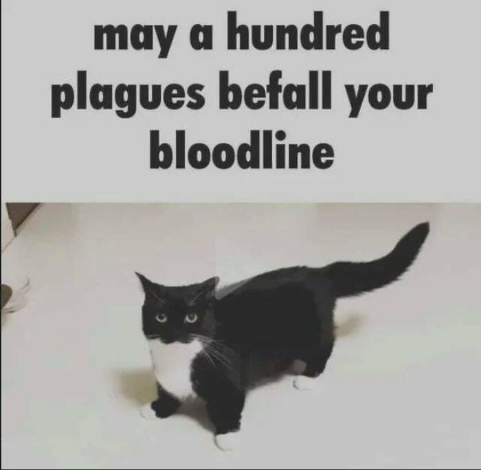 Funny memes featuring a black and white cat standing below text about a plague curse on a bloodline.