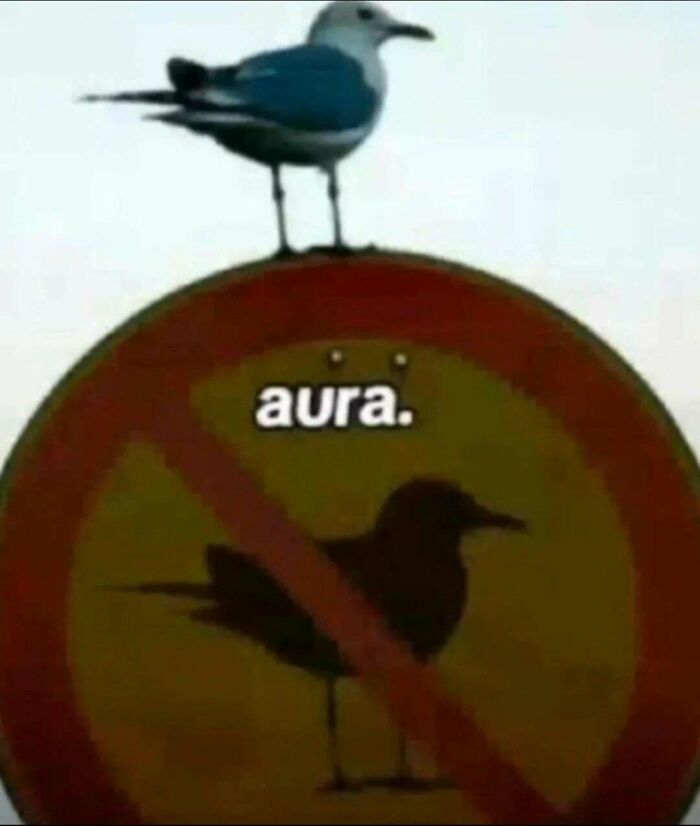 Funny memes of a seagull standing defiantly on top of a no-seagull sign with the text aura