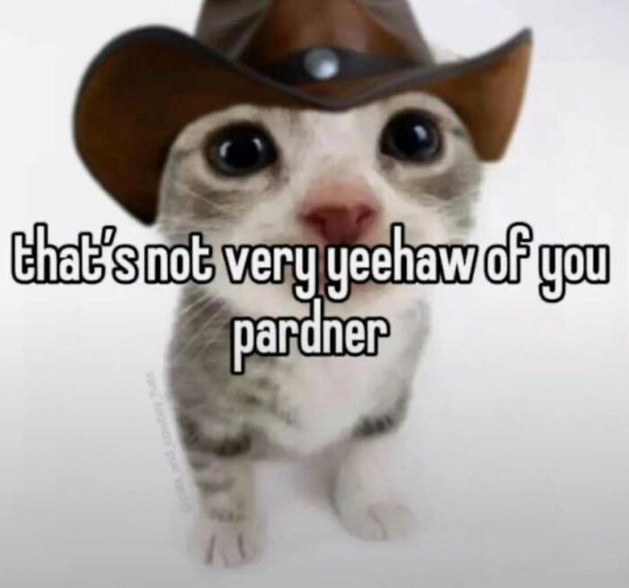 Cute kitten in a cowboy hat saying that is not very yeehaw of you, among funny memes.
