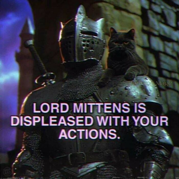 Funny memes showing a knight in armor with a black cat on his shoulder and captions.