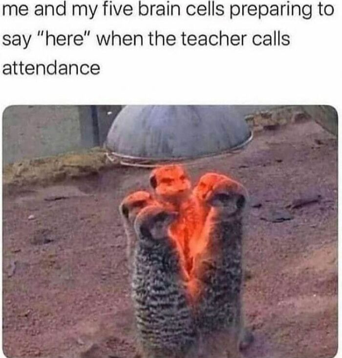 Funny memes for introverts showing meerkats huddling together with one looking highly intense