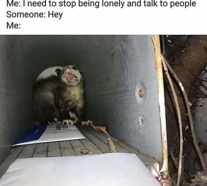 An angry opossum inside a mailbox illustrating funny memes for introverts trying to avoid social interaction