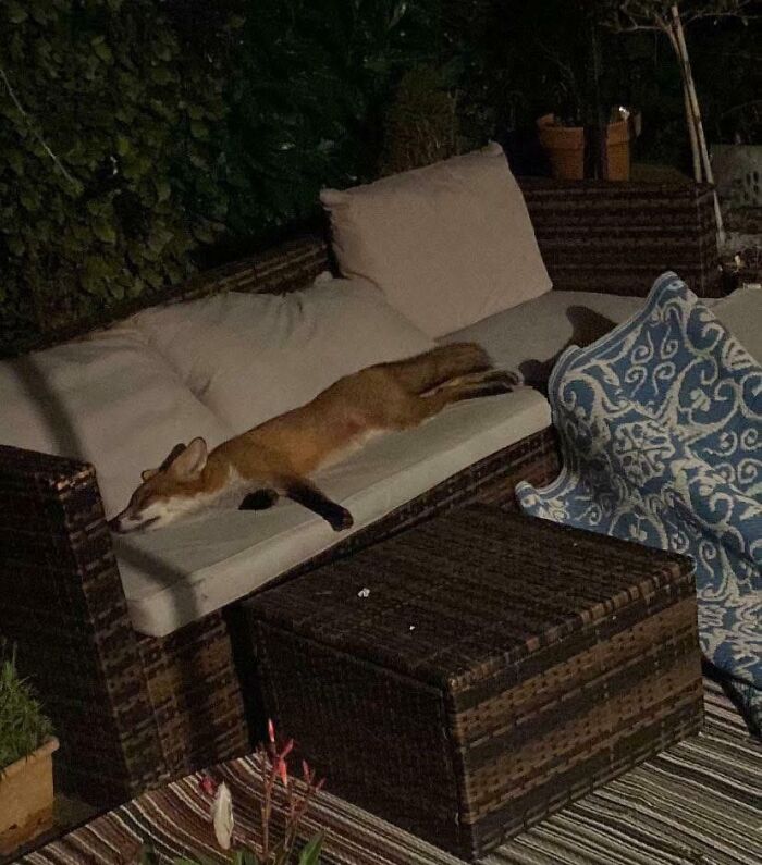 A wild fox sleeping on an outdoor sofa, illustrating interesting and cool photos of animals.