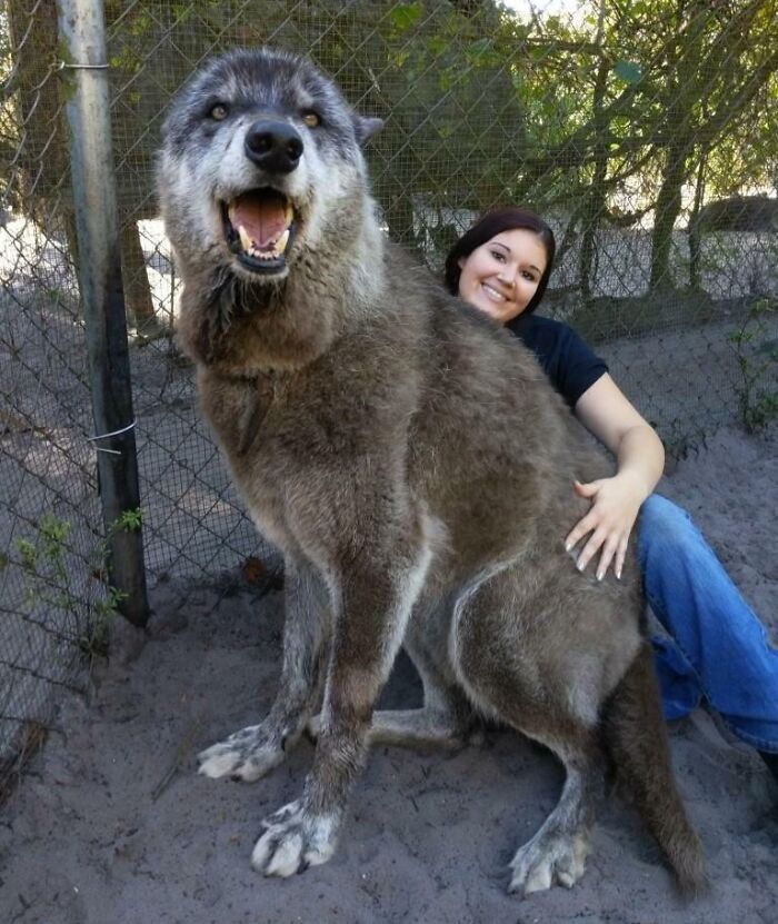 An interesting and cool photo showing the massive size of a wolfdog sitting next to a woman