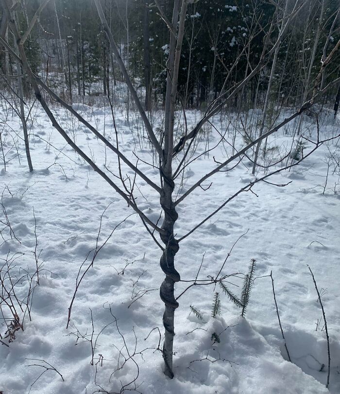 An interesting photo of a young tree trunk grown into a spiraled shape amidst snowy woods.