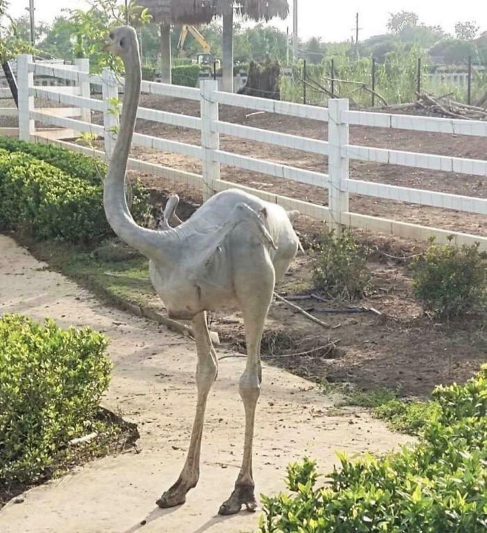 A shaved ostrich stands on a path, showing interesting and cool photos of nature