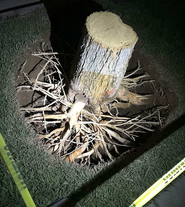 Interesting and cool photos of a tree stump with exposed roots in the ground