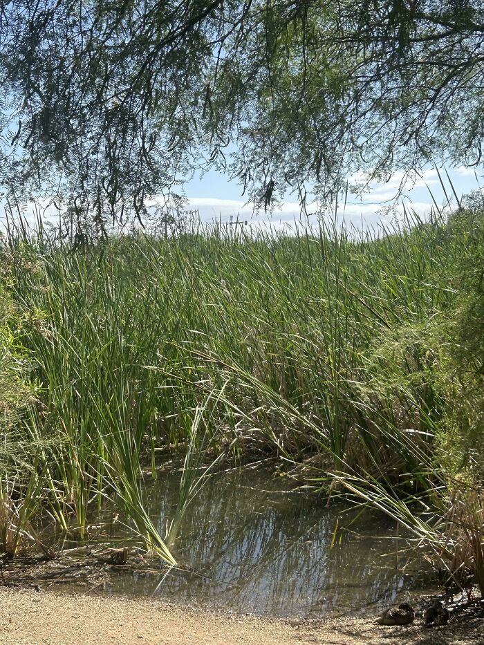 An outdoor scene of tall grass where a husband has funny quirks of hiding.