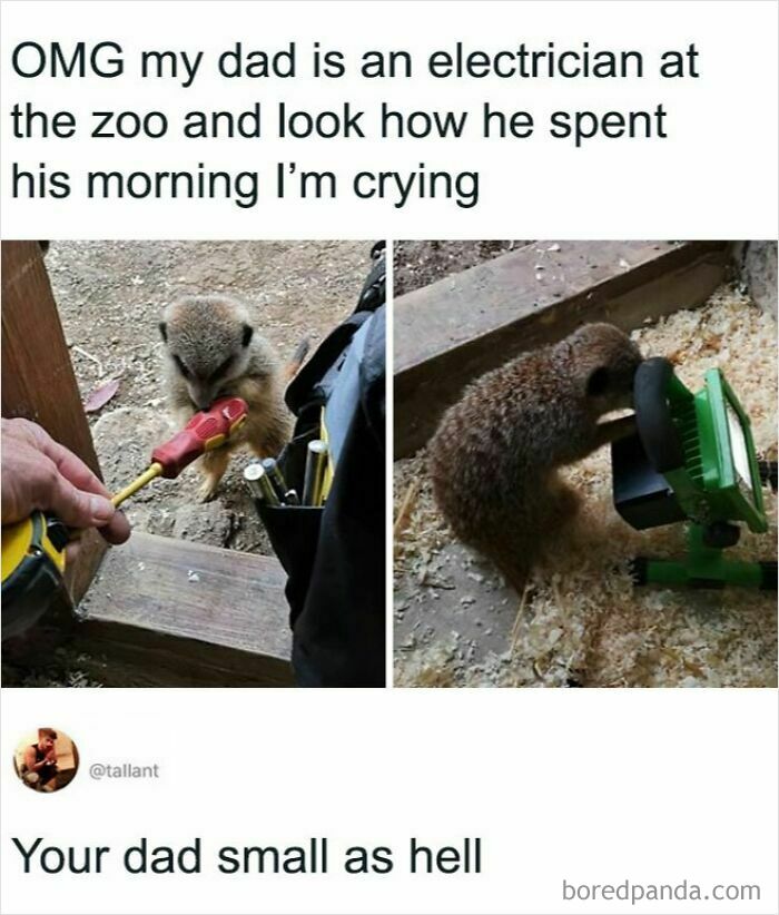 A tiny meerkat as an adorable animal on the payroll, playing with a small screwdriver and work light