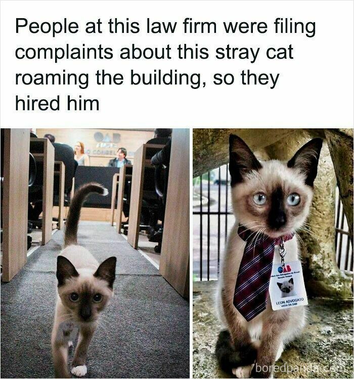 A Siamese cat wearing a tie at a law firm, illustrating adorable animals on the payroll