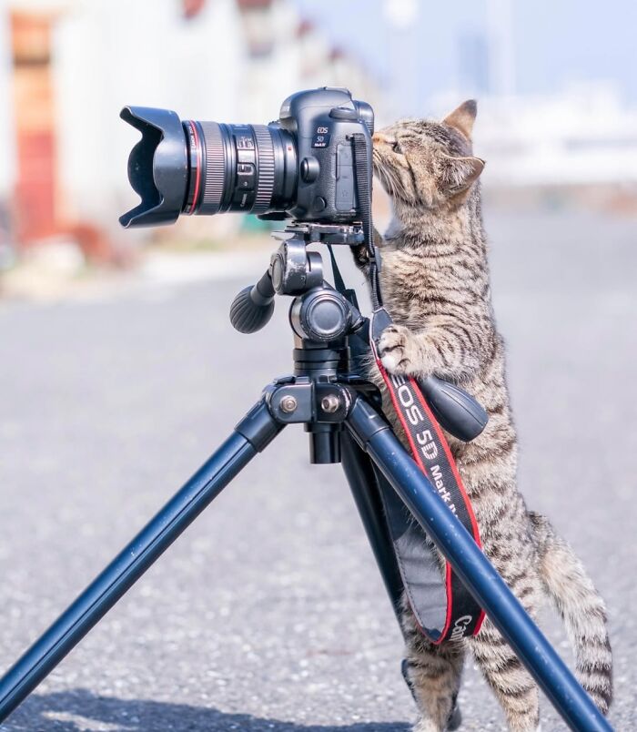 A tabby cat looking through a camera lens, representing adorable animals working behind the scenes
