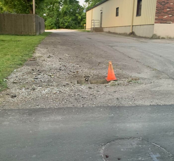 A small, adorable raccoon peeking out of a hole in the pavement near a traffic cone