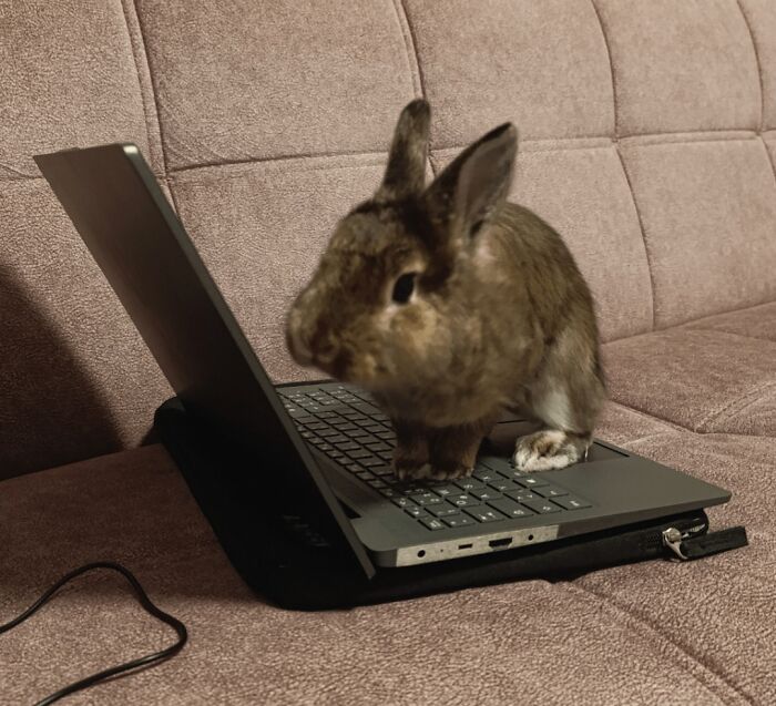 An adorable rabbit working on a laptop keyboard on a couch