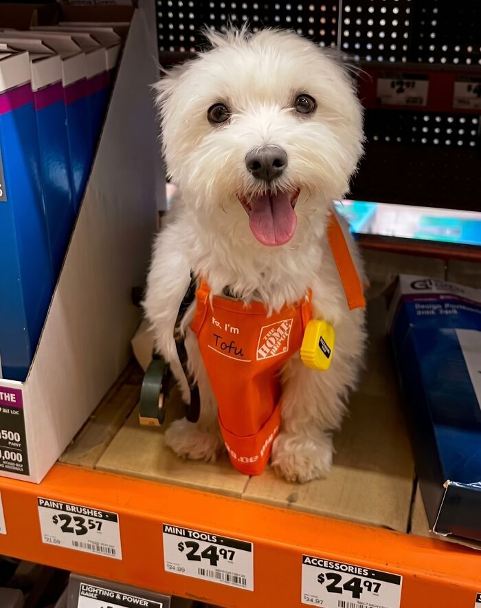 A small white dog wearing an orange apron at a home improvement store, representing adorable animals on the payroll