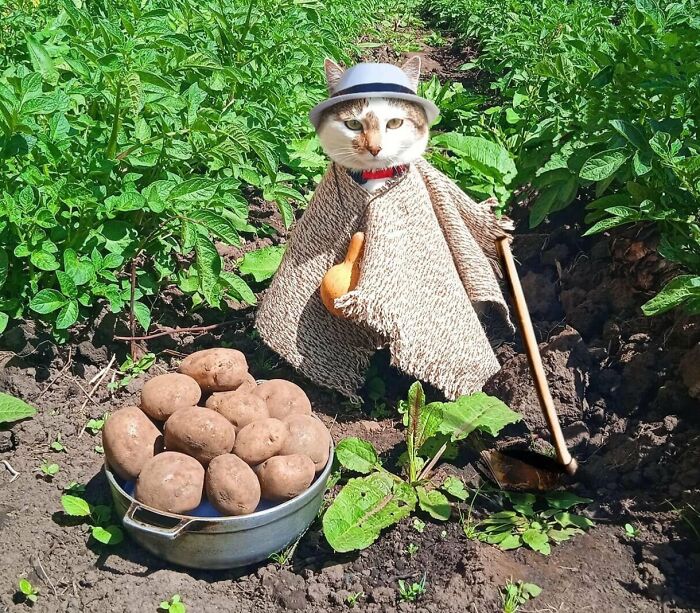 An adorable cat dressed as a farmer next to a harvest of potatoes