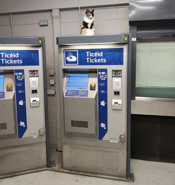 An adorable cat sitting on top of a ticket machine at a station, representing animals on the payroll.