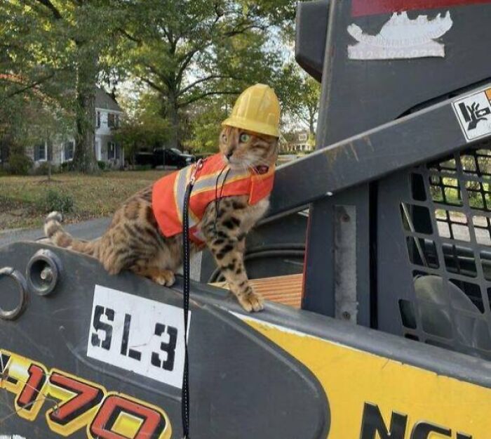 An adorable cat in a yellow hard hat on construction equipment