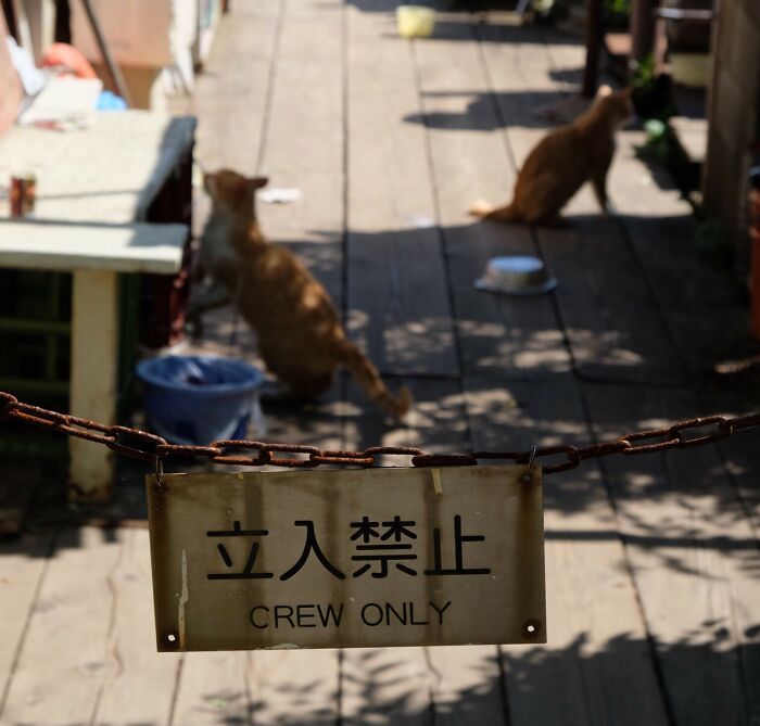 Two adorable cats on a wooden pathway behind a Crew Only sign