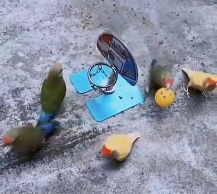 Cute little birds playing with a mini basketball set, showcasing adorable animals on the payroll