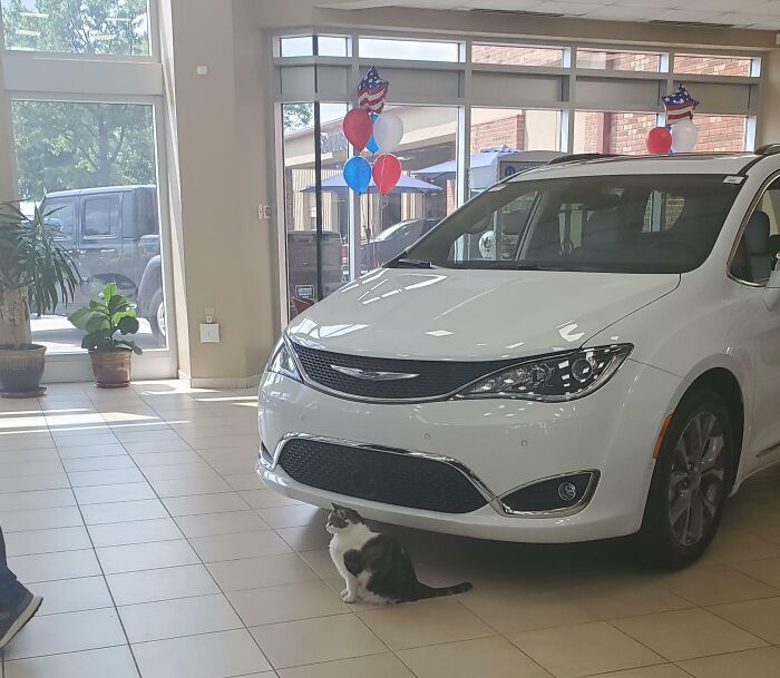 An adorable cat sitting near a white vehicle inside a showroom, acting as an animal on the payroll.