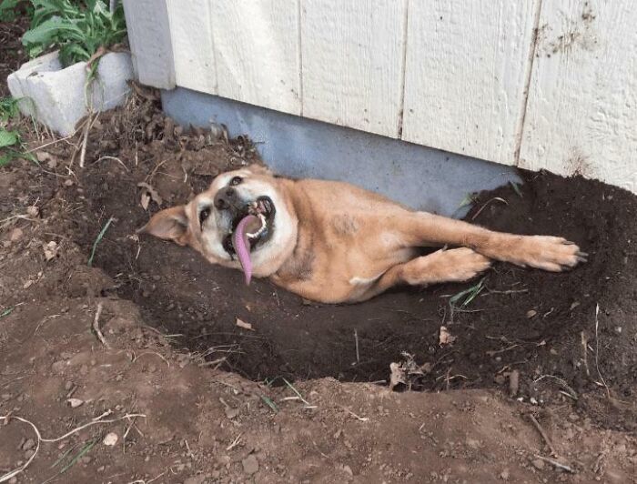 An adorable dog lying happily in a hole dug in the dirt, one of the adorable animals on the payroll