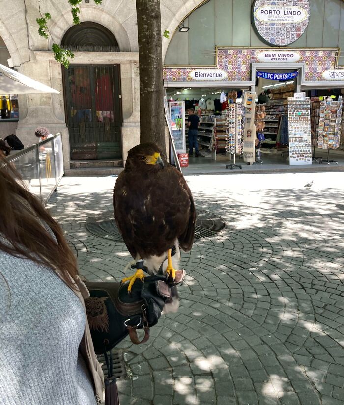 An adorable hawk perched on a handler's gloved hand on the payroll in a public square