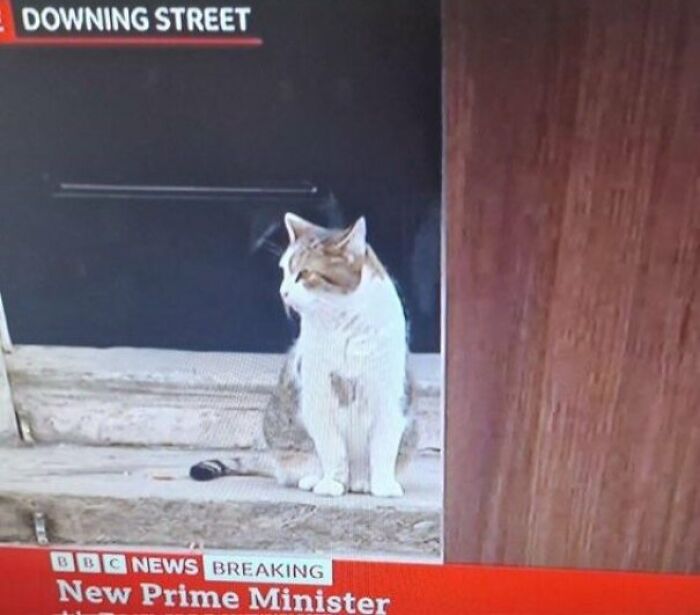 Adorable Larry the cat working at Downing Street as a chief mouser, on the payroll.