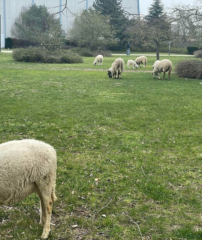 A flock of fluffy sheep grazing in a green park, representing adorable animals doing lawn maintenance.