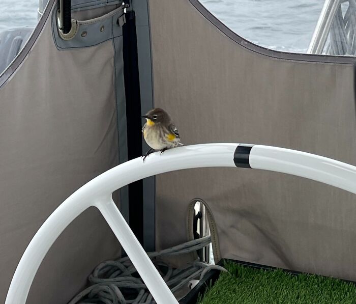 Small yellow and grey bird, one of the adorable animals on a boat steering wheel