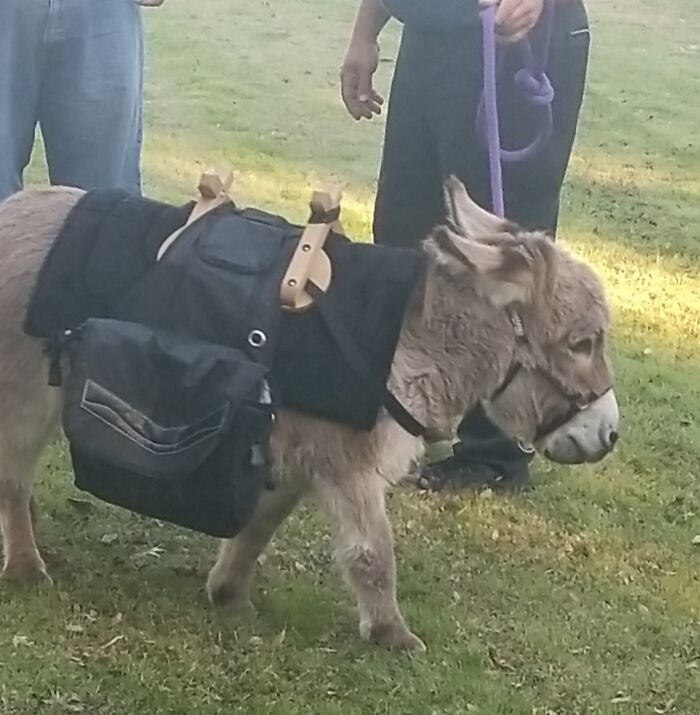 An adorable miniature donkey wearing a pack saddle outdoors
