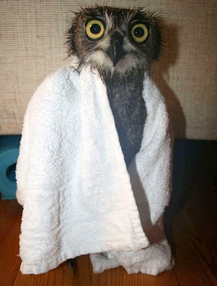 An adorable owl wrapped in a white towel after a bath