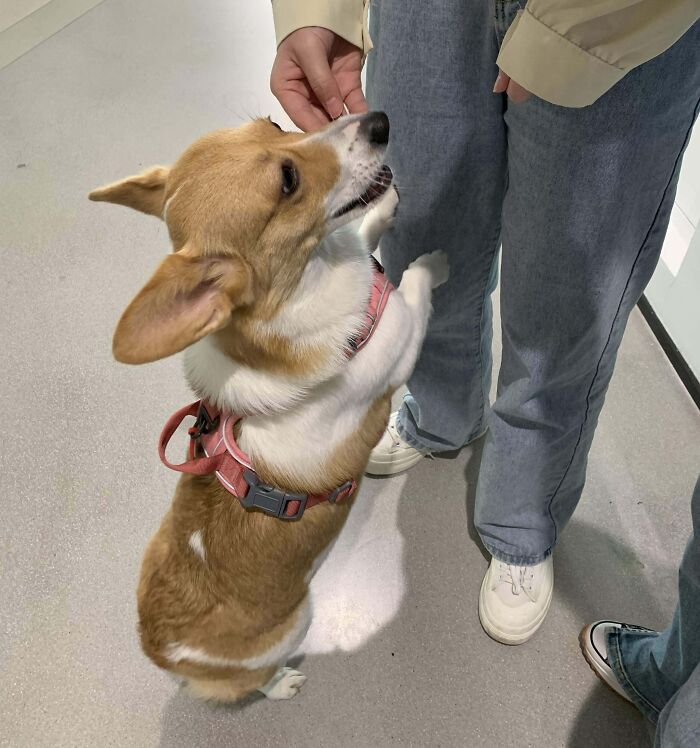 An adorable Corgi dog standing on its hind legs looking up at its owner