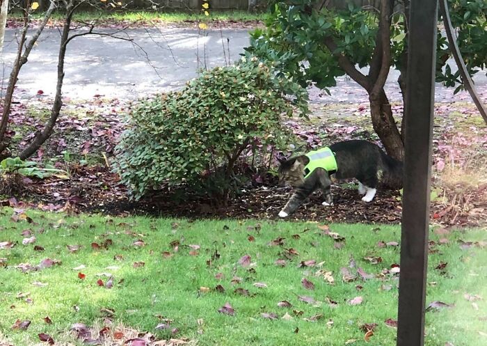 An adorable cat wearing a high visibility vest on duty