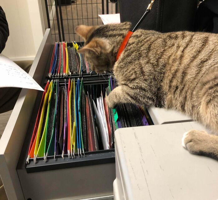 A helper cat diligently organizing files inside a desk drawer