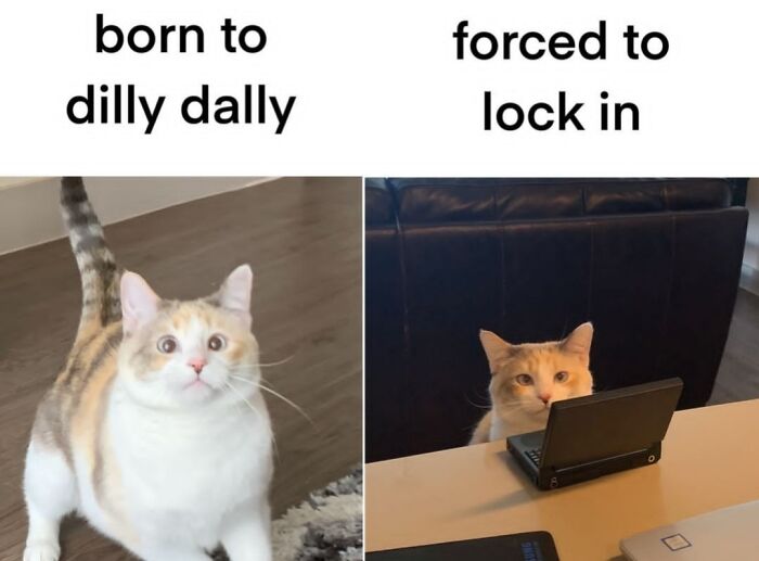 Funny meme of a cat forced to work on a laptop instead of dilly dallying