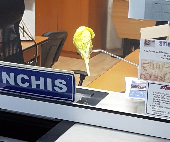 A small yellow bird perched inside an office, representing adorable animals on the payroll.