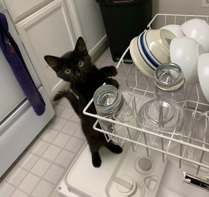 A helpful black kitten exploring the inside of a dishwasher