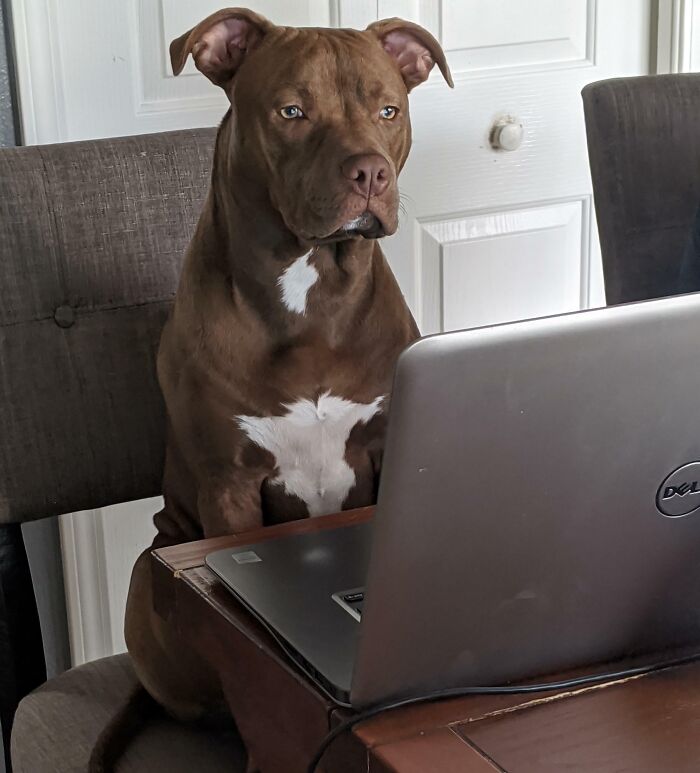 An adorable dog sitting in a chair focused on a laptop screen like an employee on the payroll.