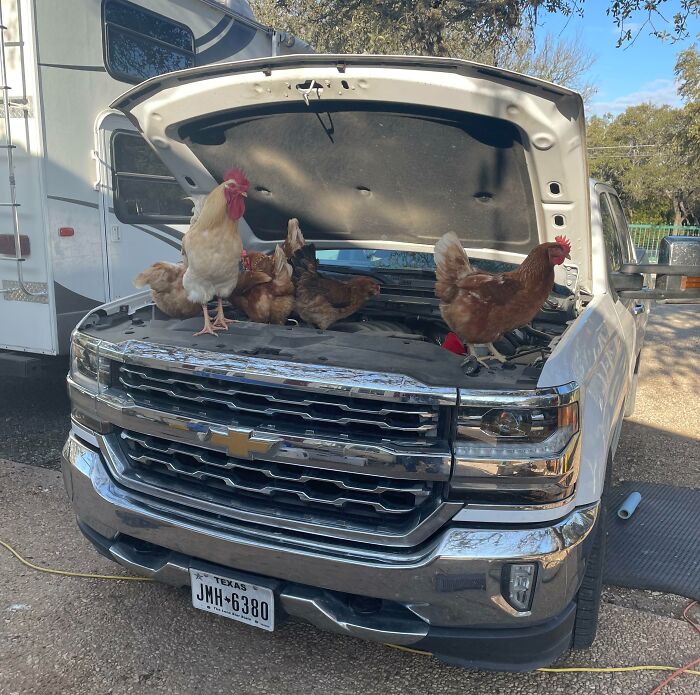 Adorable animals like these chickens inspecting a truck engine, helping out on the payroll.