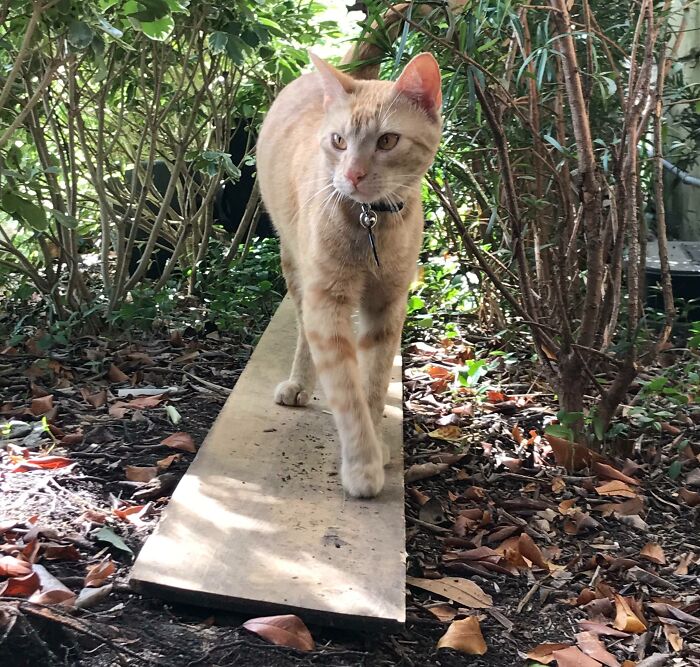 An adorable orange cat on a wooden plank among green bushes